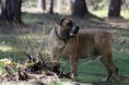 /album/brutus/brutus-10-jpg/
